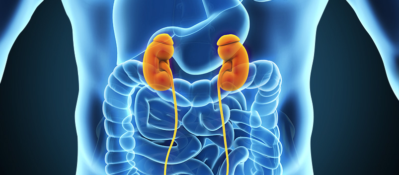 renal-ultrasound